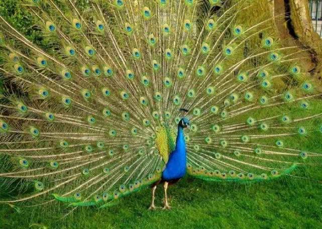 为什么地球上大部分生物都是有性繁殖的，无性繁殖为什么很少？