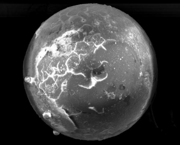 贝壳里有沙粒才会有珍珠,贝壳里是怎么有珍珠的