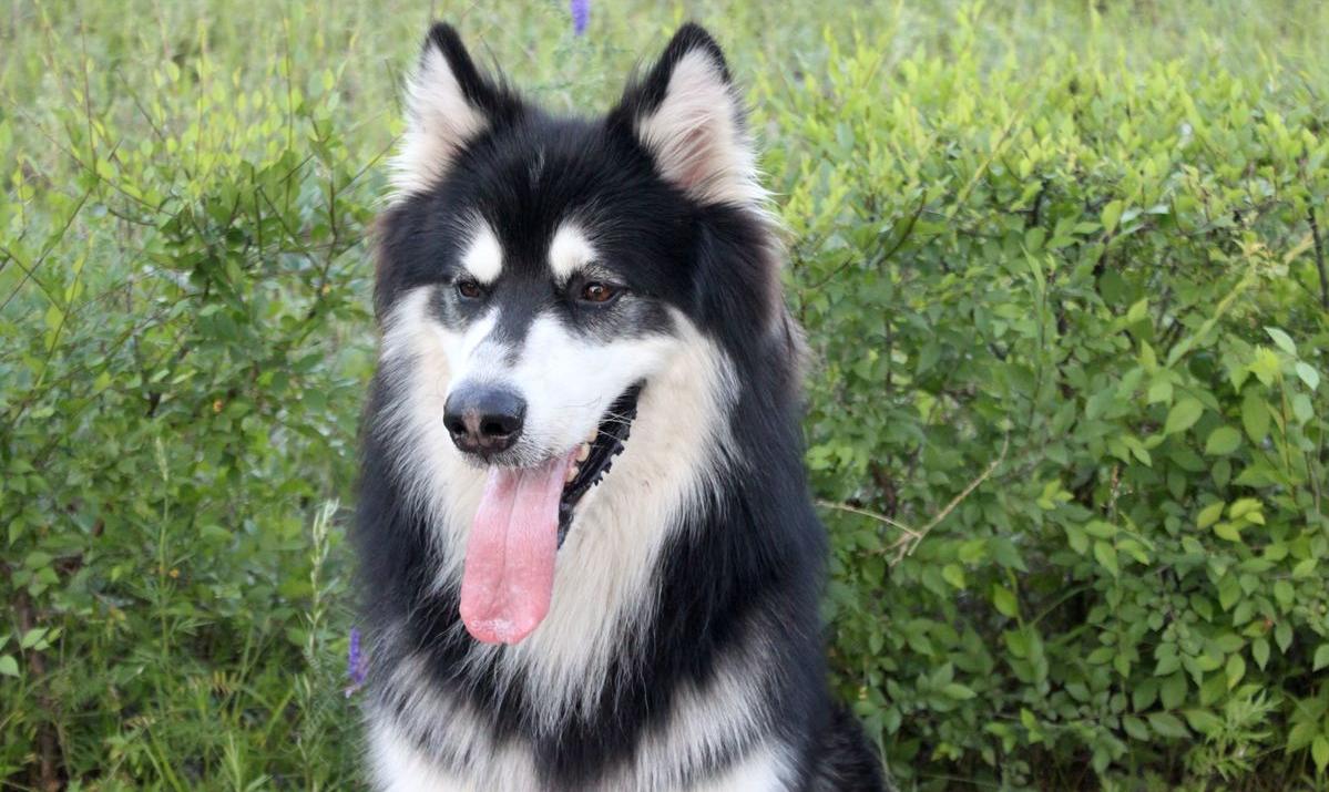 阿拉斯加狗粮推荐排行榜,阿拉斯加狗舍推荐狗粮