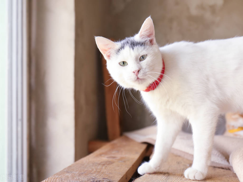 甯歌鐨勪竷绉嶄腑鍗庣敯鍥尗闆呯О,涓崕鐢板洯鐚彜浠ｇ殑闆呯О鏈夊濂藉惉