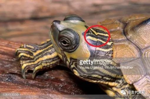 地图龟成体样子,地图龟种类及图解