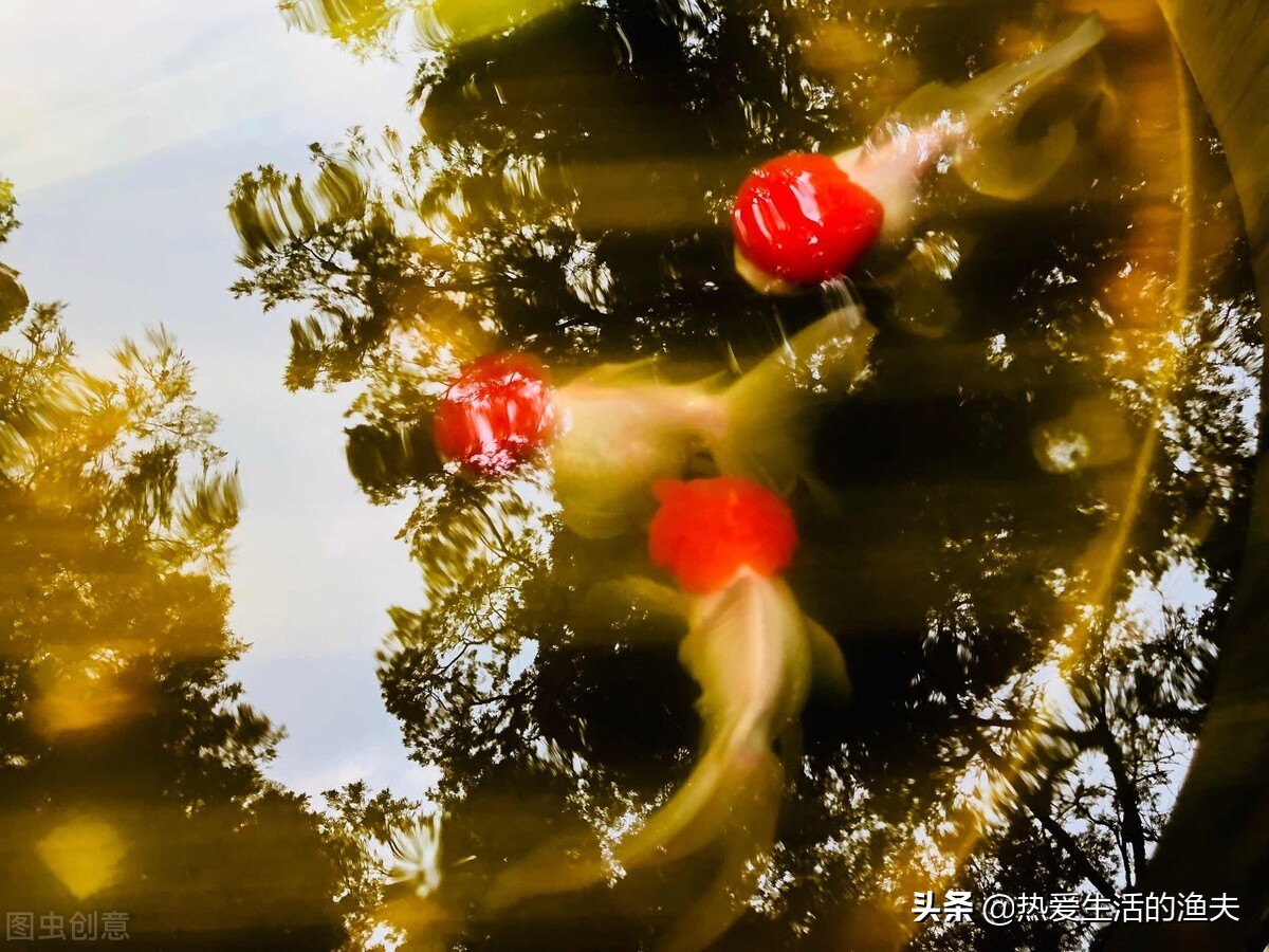 草金鱼身上有出血状红斑,金鱼身上有出血和炸鳞