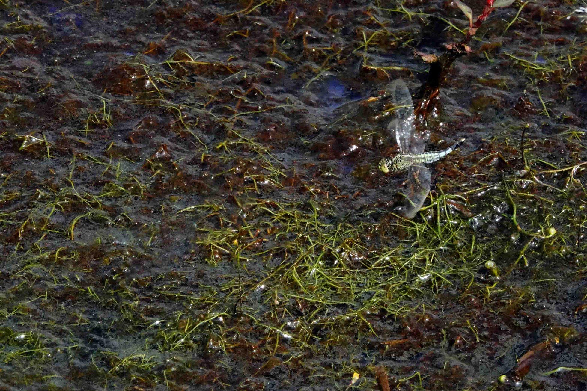 蜻蜓点水雁过留声,蜻蜓点水的收获