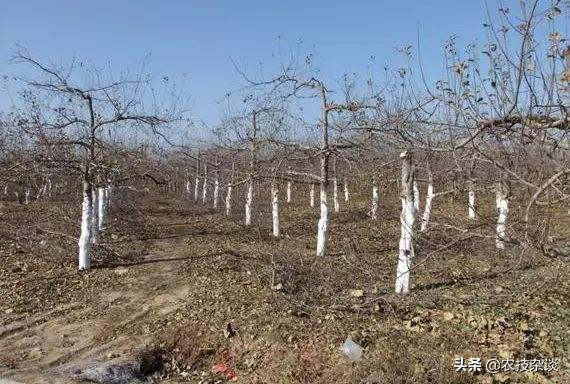 苹果干腐病怎样治疗,苹果干腐病怎么治疗