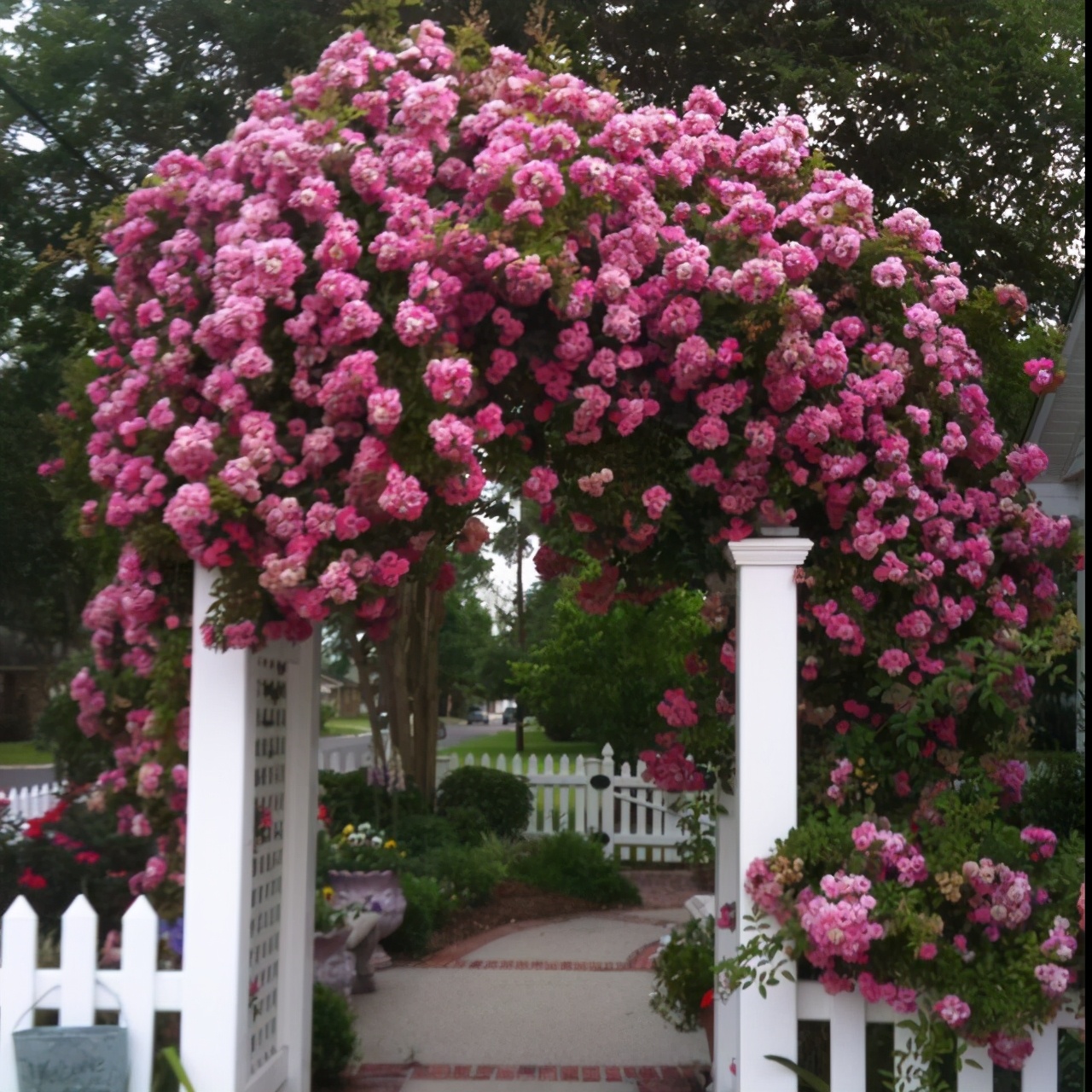 庭院植物设计搭配方法,庭院设计花草搭配