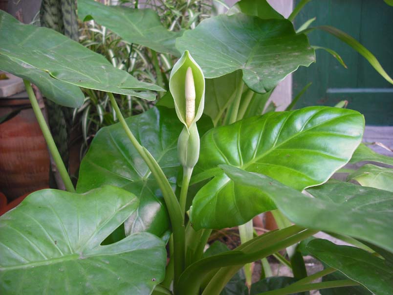 十种毒花不能养,十种大毒花家里经常养