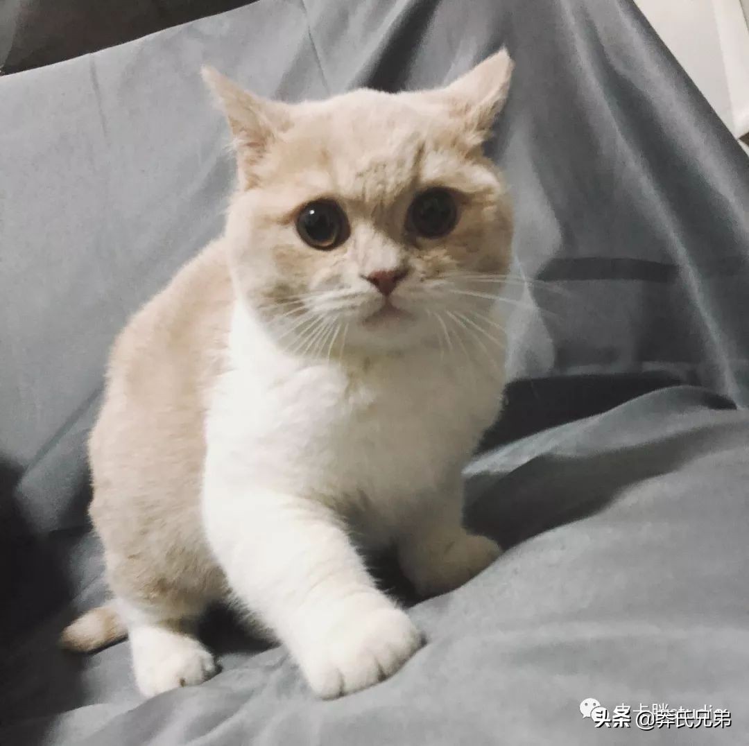 可爱小奶猫刚生出成长日记,一只小奶猫的成长过程