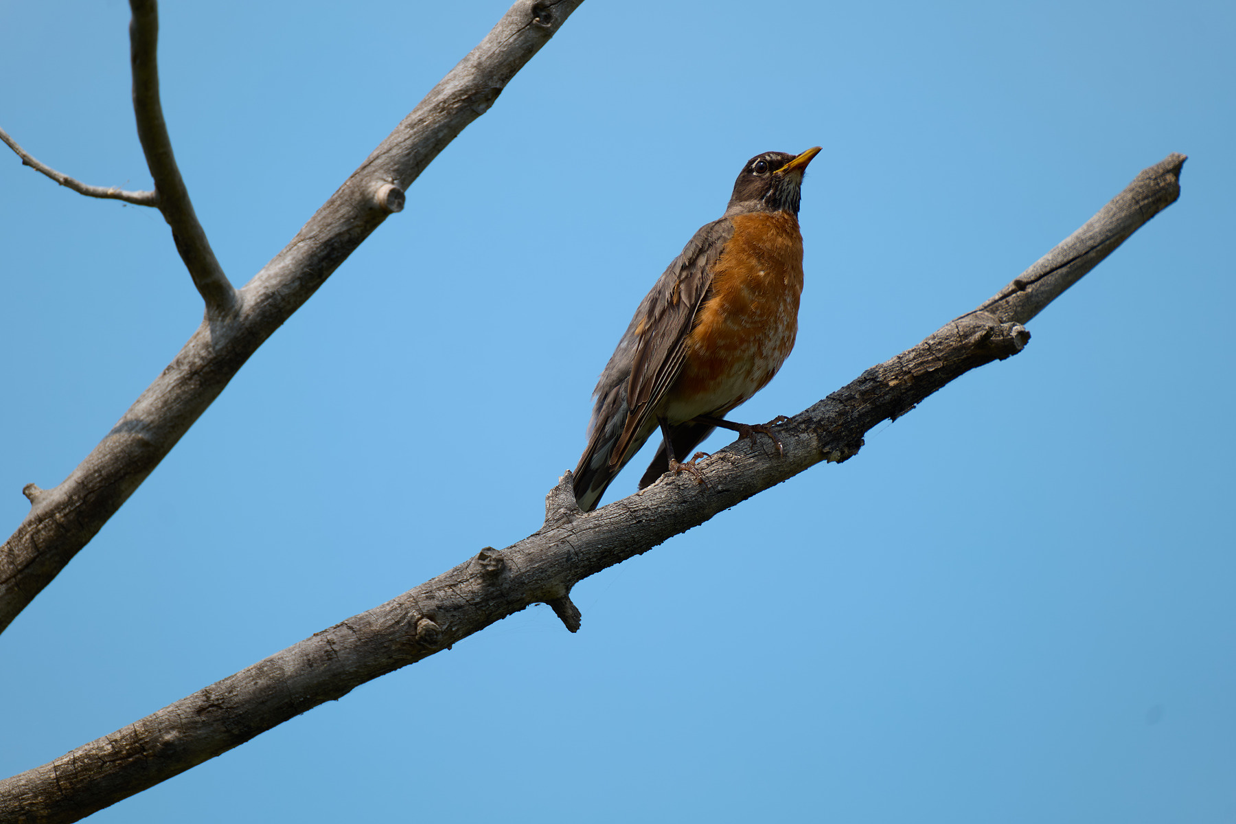 适马sigma60-600mm拍月亮,适马sigma18-50mmf2.8dcdn测评