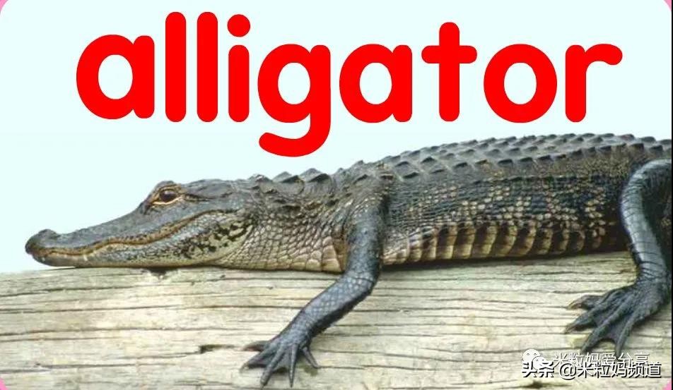 比较有意思的外国网站,有哪些有趣的国外网站