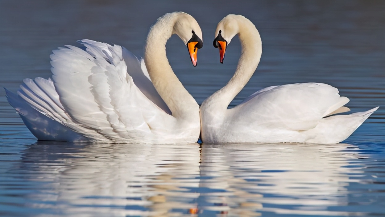 琴鸟模仿鬼叫吓跑人,《琴鸟》模仿其他物种的声音