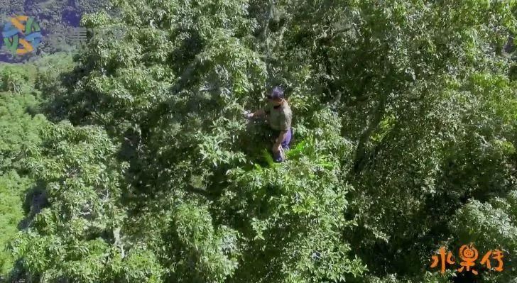 天然去雕饰的《水果传》,给你一场抵挡不住的水果饕餮