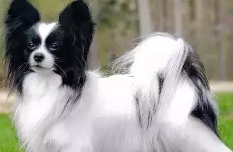 最忠诚又可爱的狗狗十大排名,狗狗忠诚十大排名