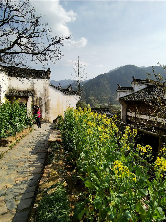 春暖花开我在油菜花田等你,篁岭晒秋我听了风的话