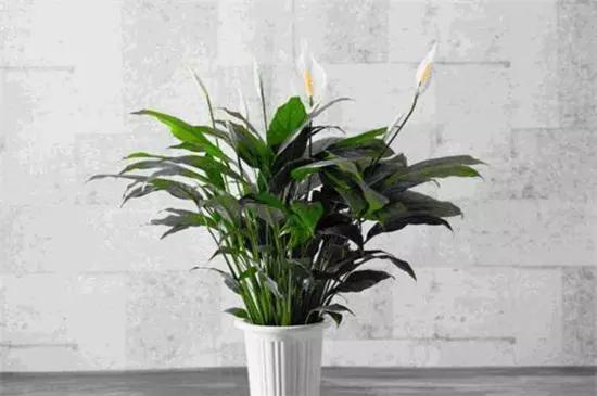 室内放什么植物净化空气最好，十大强力净化空气的植物