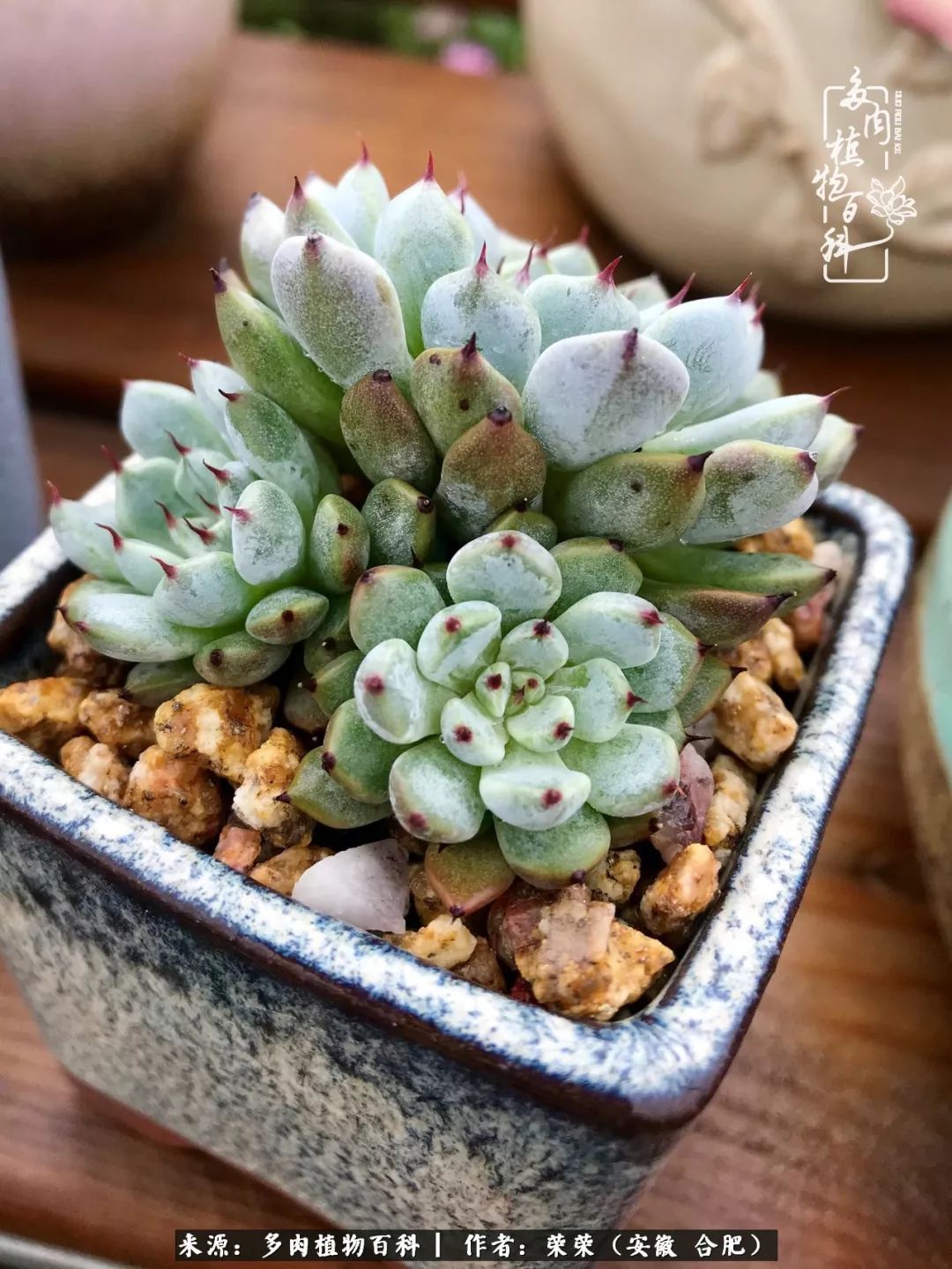 入秋后多肉是露养好还是室内养好,入夏后露养的多肉要搬进室内吗