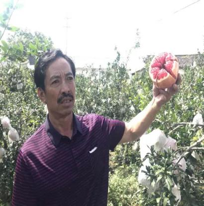 西昌黄联关镇：小石榴做出大文章软籽石榴映“红”乡村致富路