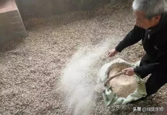 夏天养鸡用发酵床是不是很热,发酵床养鸡专用发酵菌怎么做