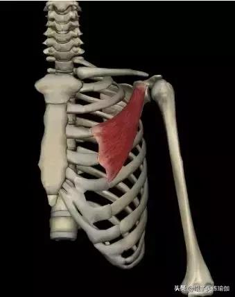 翼型肩胛骨怎么改善体态,瘦出来的蝴蝶骨是翼状肩胛吗