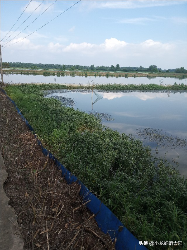 想要小龙虾香放什么,要想虾养得好