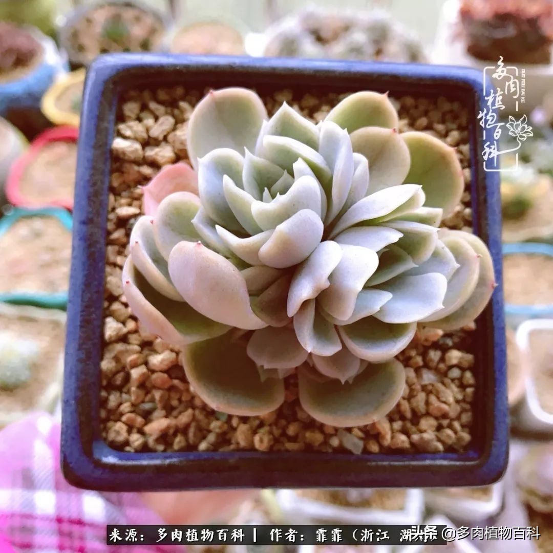 包邮区多肉度夏养护心得,阳台党养多肉怎么度夏