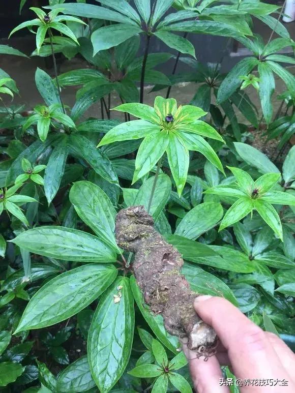 七叶一枝花民间传说,农村野生七叶一枝花