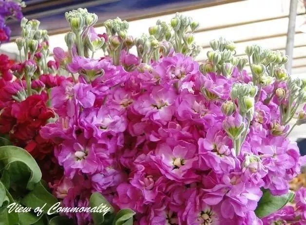 看到花的时候,不知是什么花?那就收下这份百花图谱