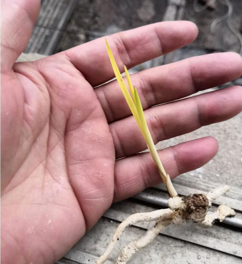 兰花老苗死了新苗活的,几十万一株兰花