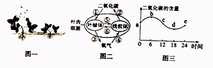 七上生物绿色植物的呼吸作用复习,高一生物必修一呼吸作用习题讲解