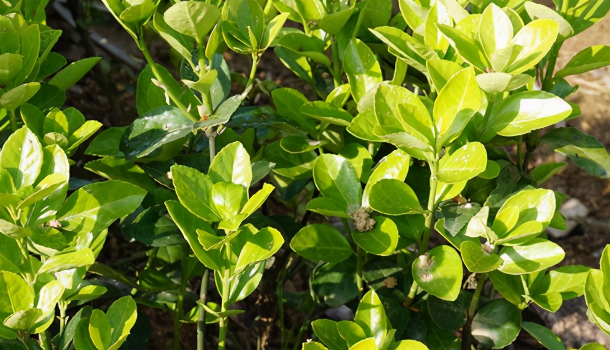 大叶黄杨黄叶病,大叶黄杨修剪过后叶片有枯斑