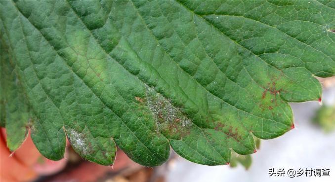种植草莓的各种病害,草莓最全的病虫害防治方案