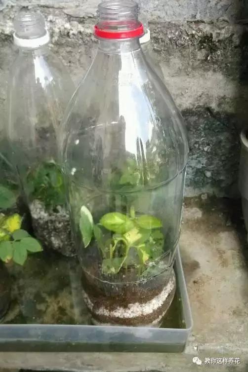 塑料瓶扔了就是扔钱！用来养花就是宝贝，看到了快捡！