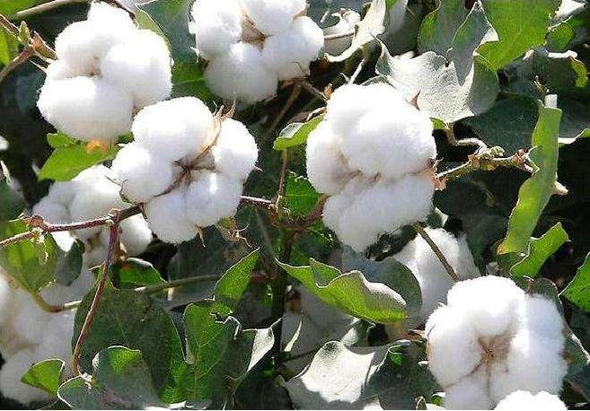 农村四大松是什么意思,农村谚语四大松