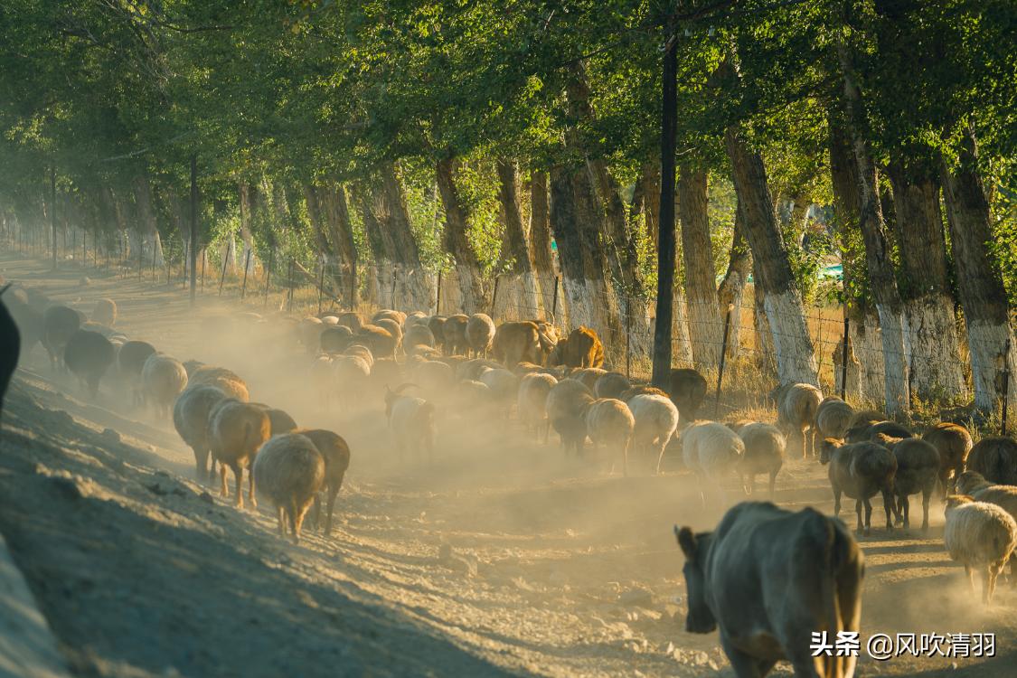 真实新疆人的生活视频,新疆人的生活好精致