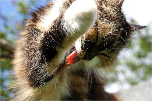 中暑猫咪,预防猫咪中暑的方法