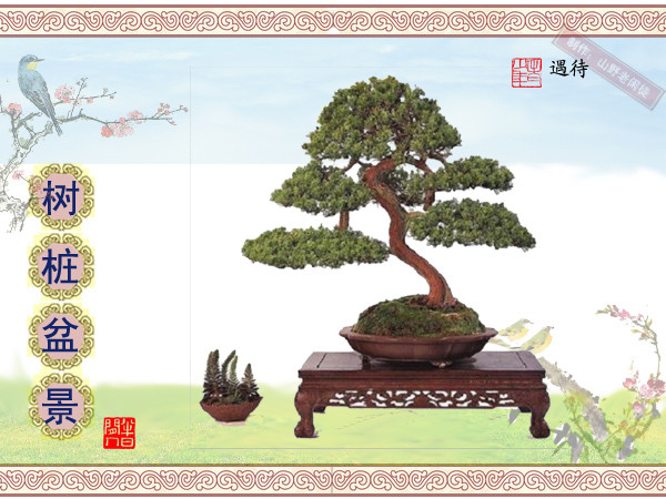 鏍戞々鐩嗘櫙楂樻竻鍥剧墖,姒旀鐩嗘櫙鏍戞々