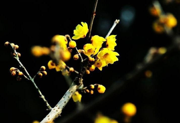 傲雪凌霜的腊梅正在绽放,傲立寒冬的腊梅