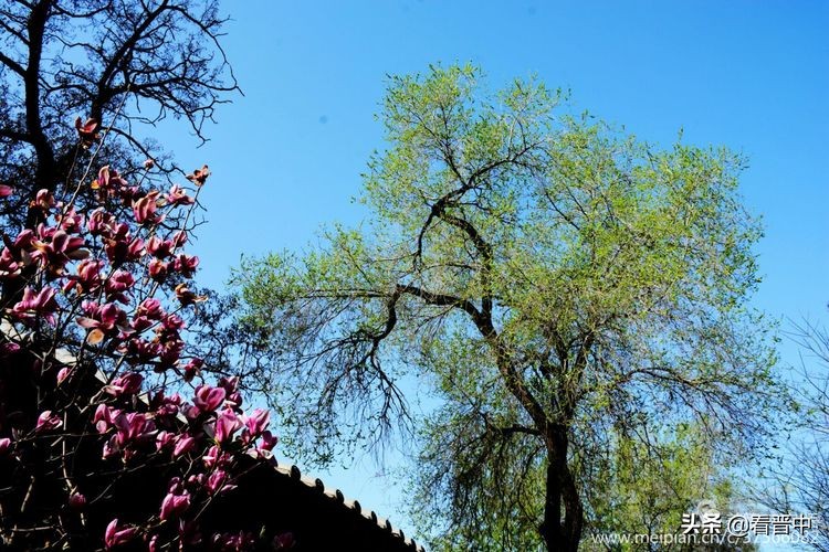 山西农大美丽的校园,山西农大校园风光