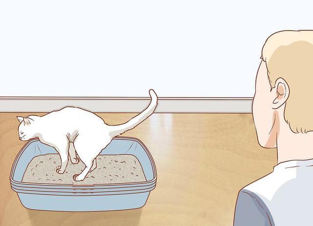 猫咪打第二针疫苗后拉稀便血发烧,猫咪便血但是精神很好食欲也正常