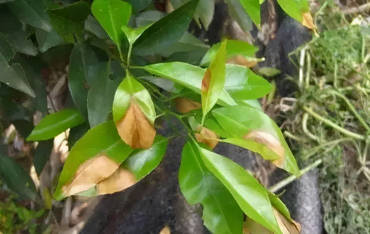 炭疽病十大杀菌剂特效药,炭疽病防治药剂