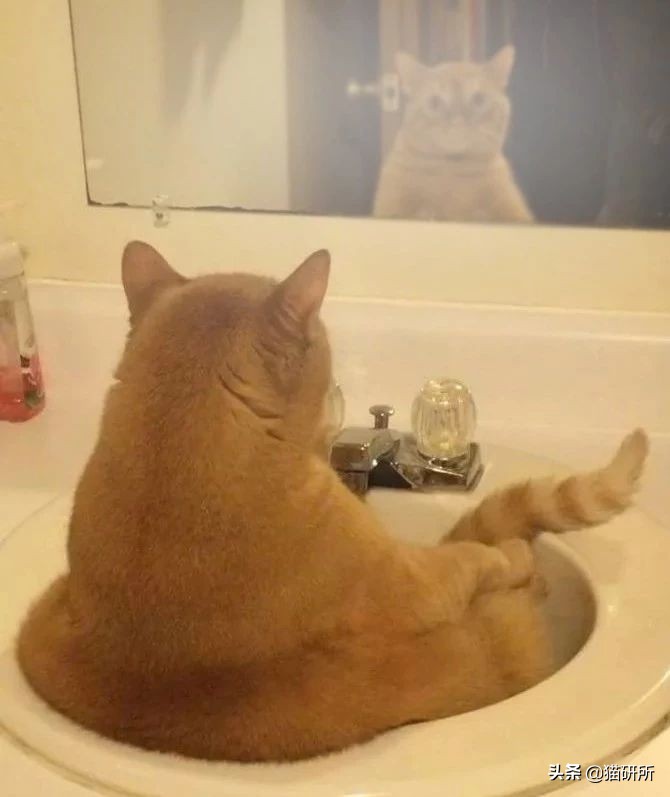 猫咪照镜子看自己,猫咪照镜子是什么样子图片