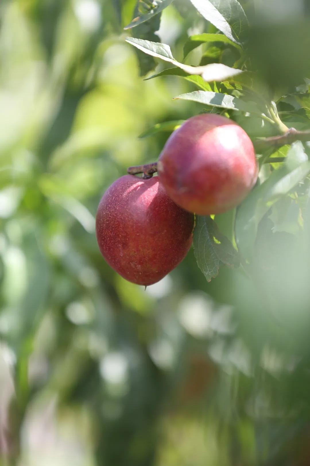 红红油桃挂枝头,这个五月“桃”你欢心