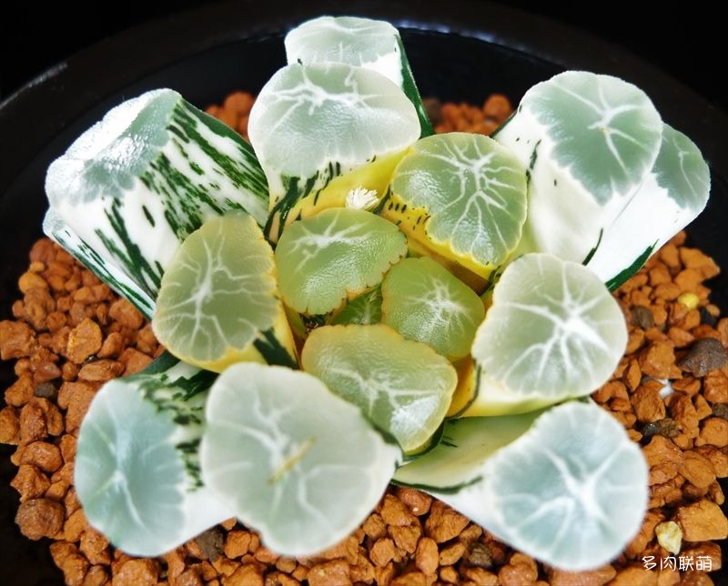 多肉玉露寿的品种图鉴,日本十大耐阴多肉