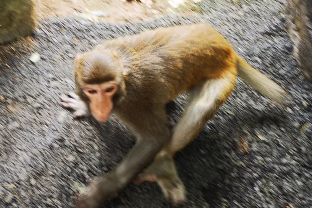 贺州姑婆山景区国家森林公园,贺州姑婆山森林公园路线