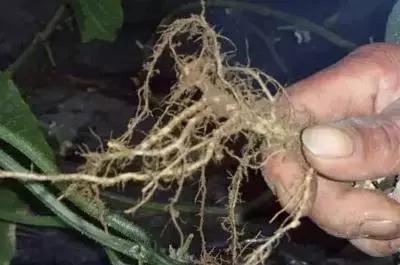 禁用粪肥有什么用,通知请不要随意丢垃圾