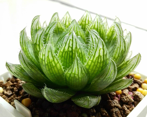 多肉植物一年四季可以晒太阳吗,夏季怕热怕晒的多肉植物