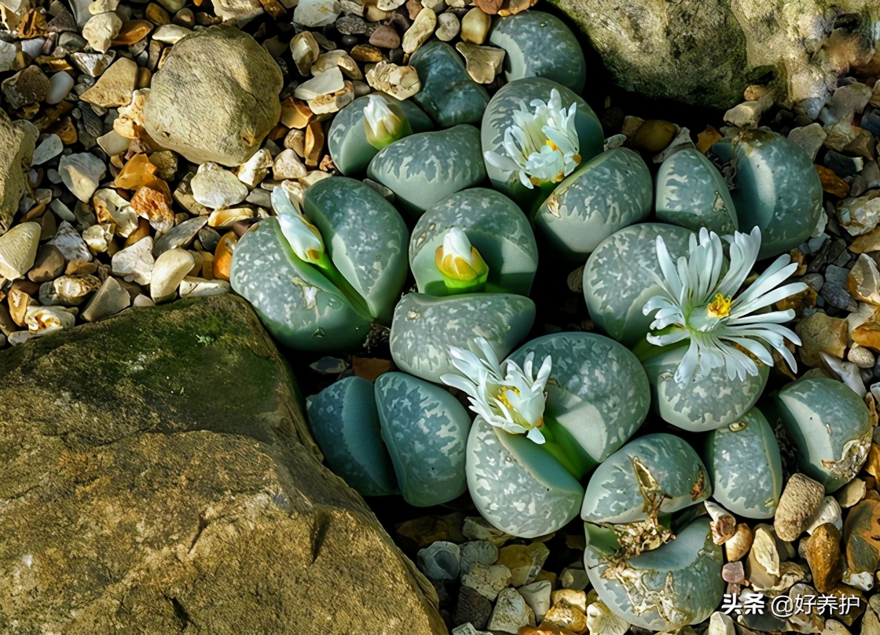 多肉植物陡长怎么办？三招搞定