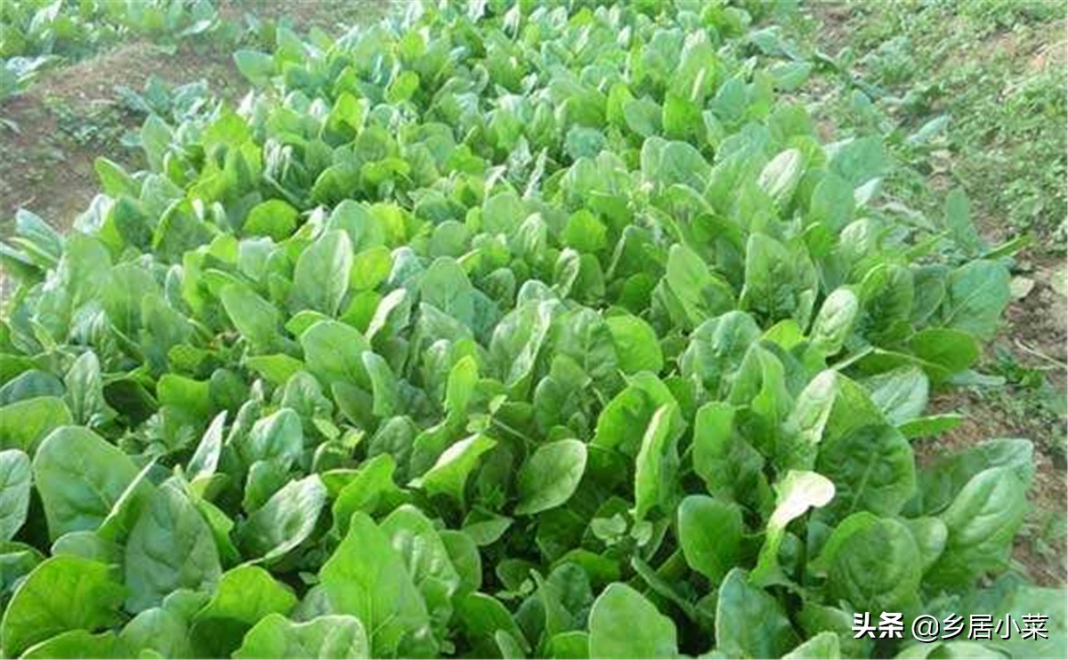 种植的菠菜根烂了怎么处理,菠菜虫害防治