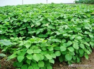 红小豆最佳种植方法小妙招,红小豆高产种植技术