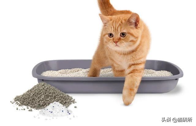 猫砂世界最重要的发明之一,为什么说猫砂是伟大的发明
