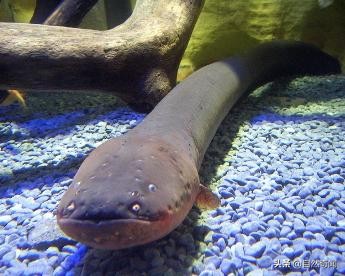 亚马逊十大凶猛植物,巴西亚马逊热带雨林动植物
